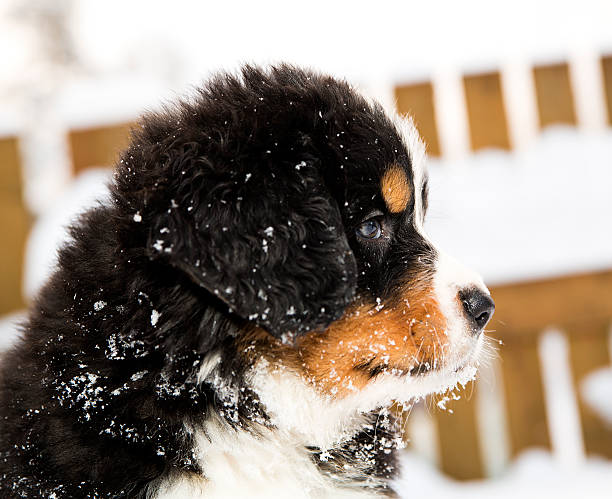 山の犬のお人形 curiously さまざまな方法をお探しですか - dog snow bernese mountain dog paw ストックフォトと画像