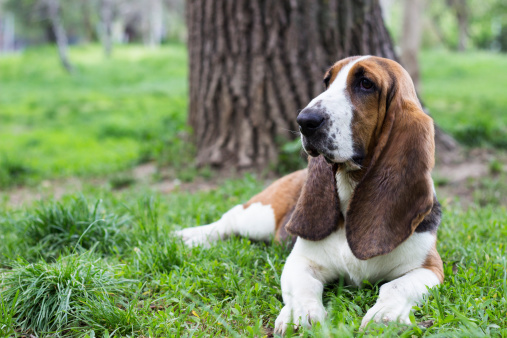 Cute Basset dog lying down and looking away in the park