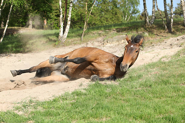 Brown horse rolling on the sand in hot summer