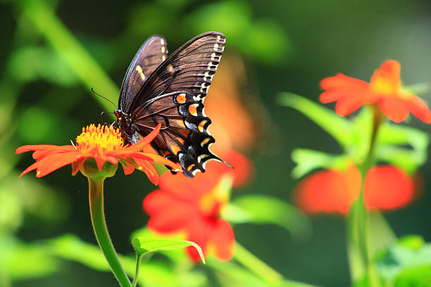 istock Black Swallowtail Butterfly Feeds on Sunflower 178847949
