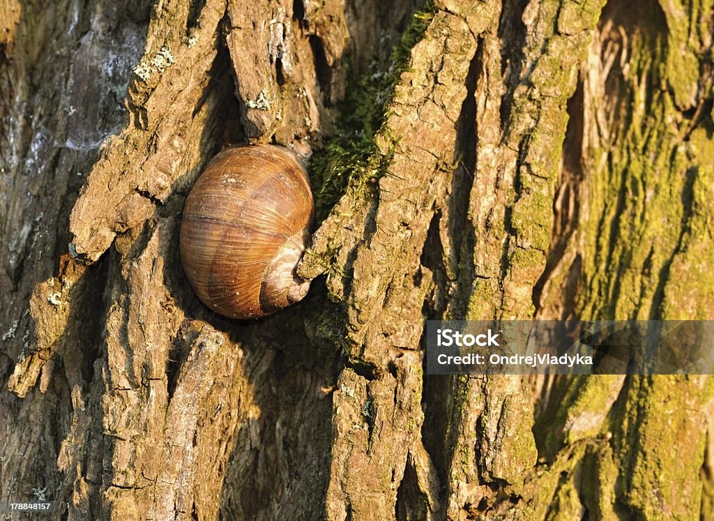 Śpiąca Ślimak na kory drzew - Zbiór zdjęć royalty-free (Biologia - Nauka)