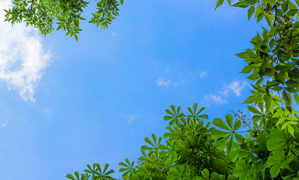 istock Frame from leaves of chestnut 178848180