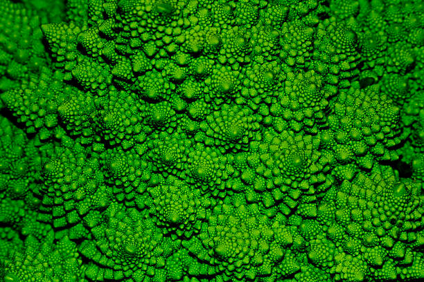 istock Dark green roman cabbage closeup 178848560