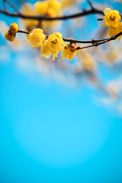 istock yellow plum blossom in winte 178848601