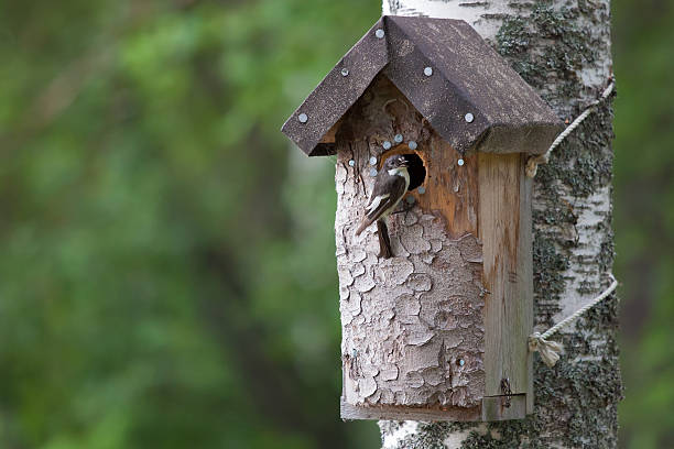 istock Handmade birdhouse and a small bird 178848603