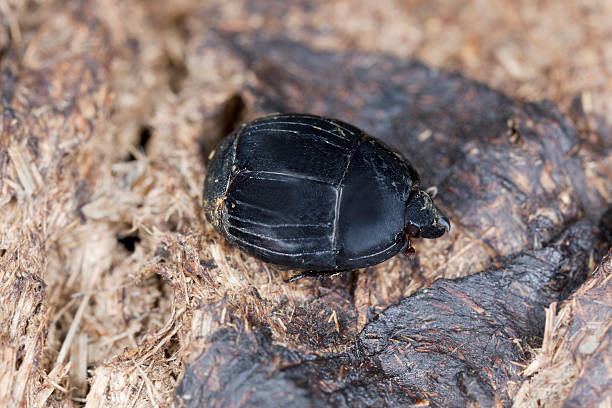 istock Clown or Hister beetle, Histeridae on dung 178848949