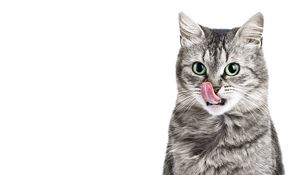 Portrait of grey cat licking her face Portrait grey cat isolated on white licking her face with blank field animal tongue stock pictures, royalty-free photos & images