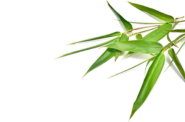 bamboo- leaves stock photo