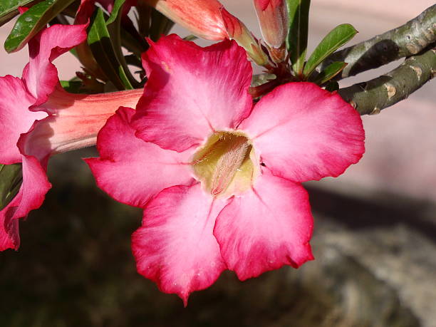istock Flowers of tropical plants 178849339