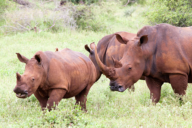 istock White rhinoceros family 178849363