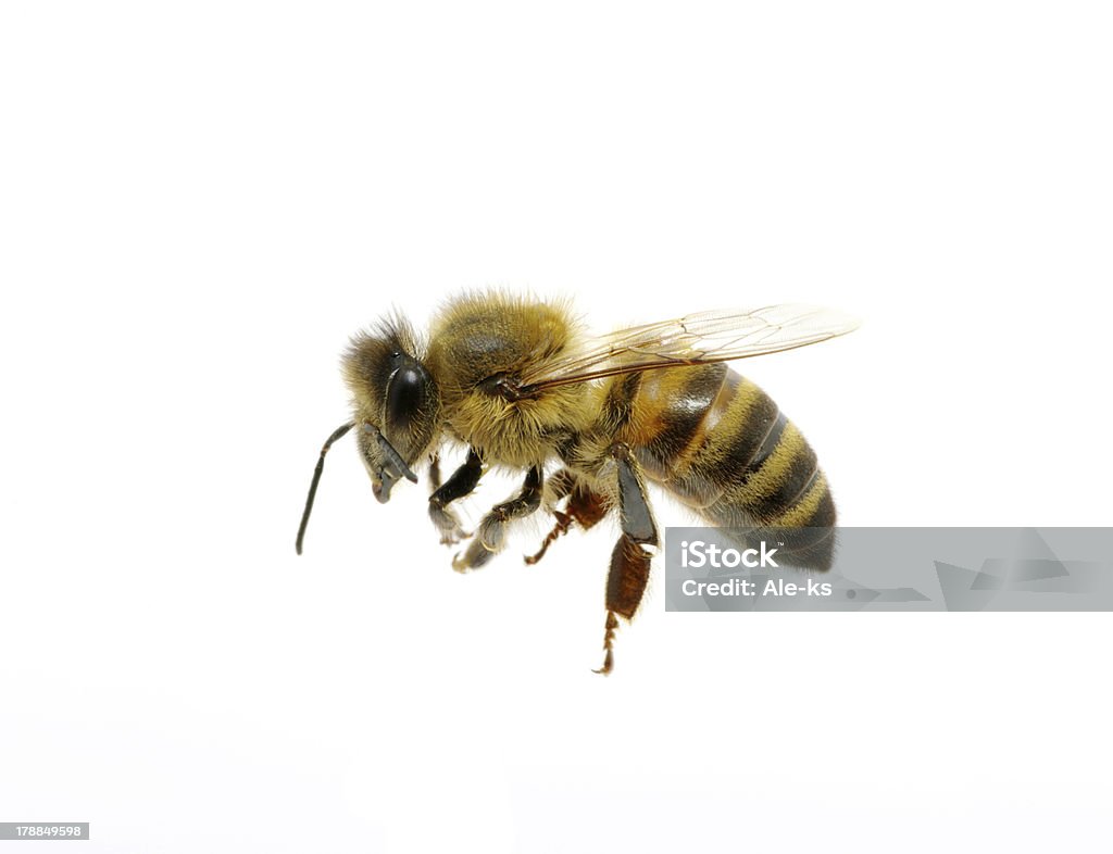 bee bee isolated on the white Animal Body Part Stock Photo