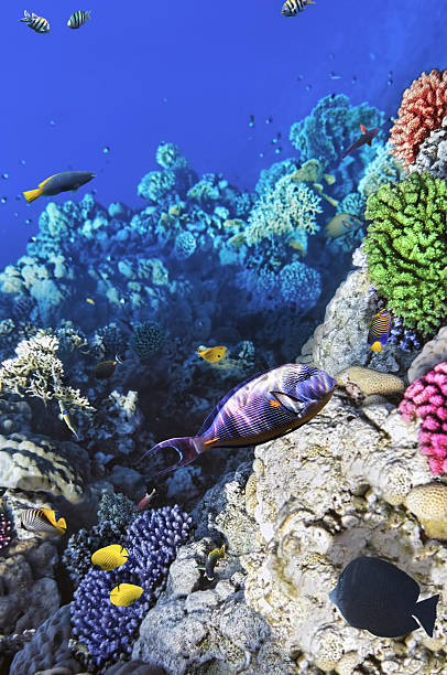 istock Coral and fish in the Red Sea.Egypt 178849695