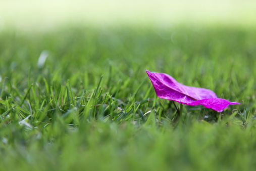 Bright purple petal falls to the ground in the heat of summer.