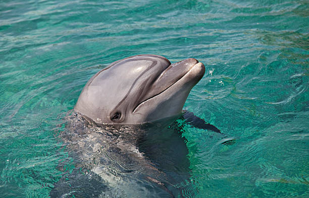 istock Dolphin getting out of the water 178849787