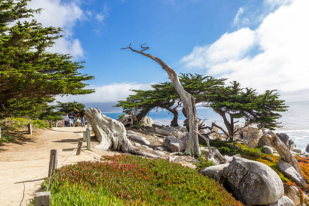 pescadero punto en 17 millas de distancia, de pebble beach - big sur cypress tree california beach fotografías e imágenes de stock