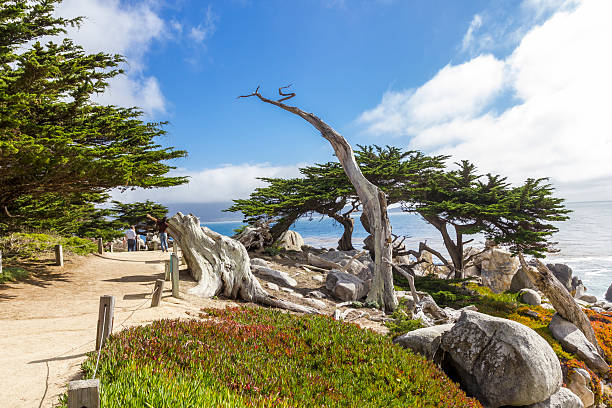 pescadero ポイントで 17 km 、ペブルビーチ - big sur cypress tree california beach ストックフォトと画像