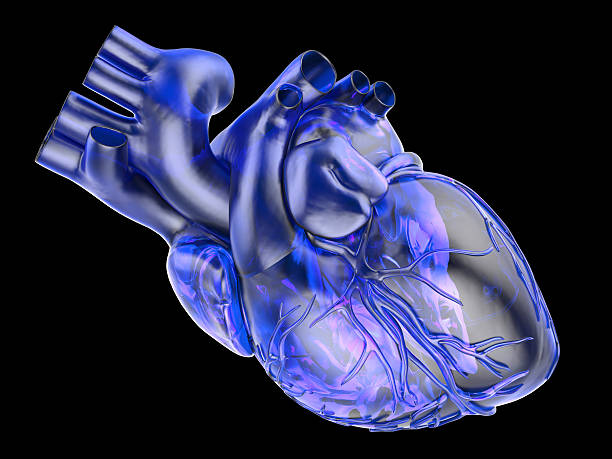 istock Model of artificial human heart 178850010