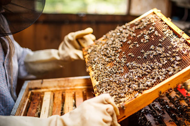 Beekeeper lifting a tray out of a beehive Beekeeper holding a frame of honeycomb beehive photos stock pictures, royalty-free photos & images
