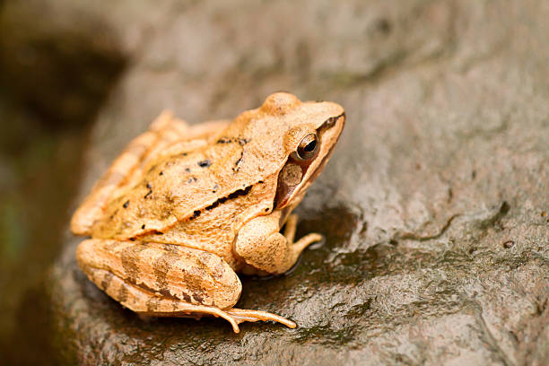 istock Close-up from a yellow frog 178850181