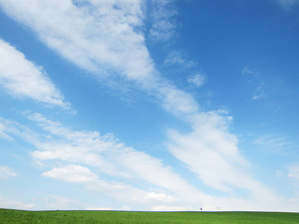 lonely tree - alleine fotografías e imágenes de stock