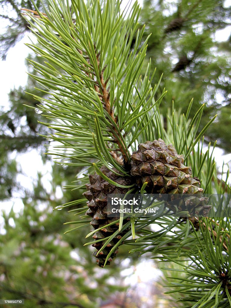 cone de Abeto - Royalty-free Abeto Foto de stock