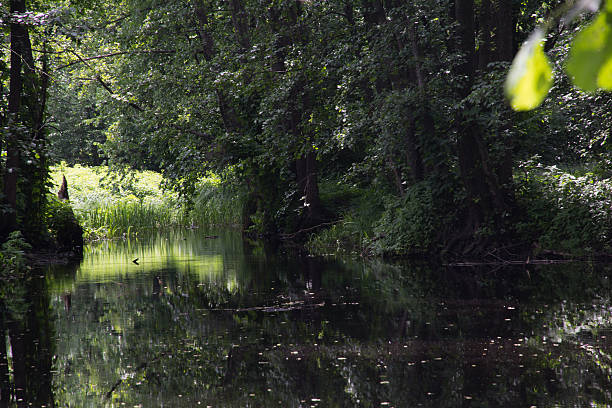 istock Forest lake in summer day 178850751
