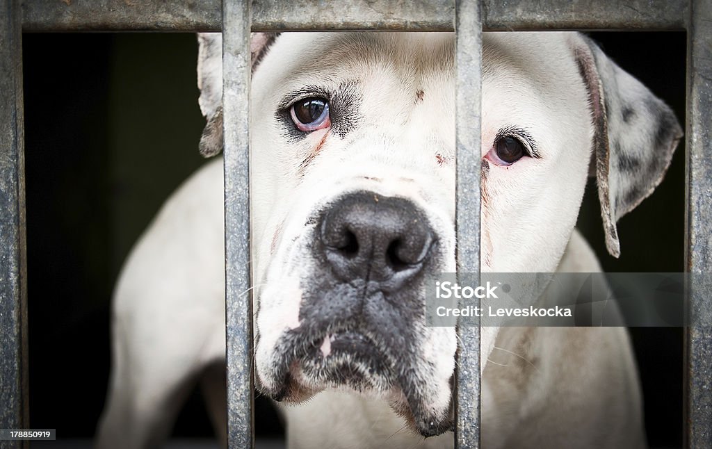 White isolated dog in a metal grid frame I am unhappy for now, help me, please! Abuse Stock Photo