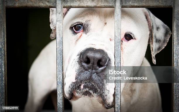 White Isolated Dog In A Metal Grid Frame Stock Photo - Download Image Now - Abuse, Dog, Abandoned
