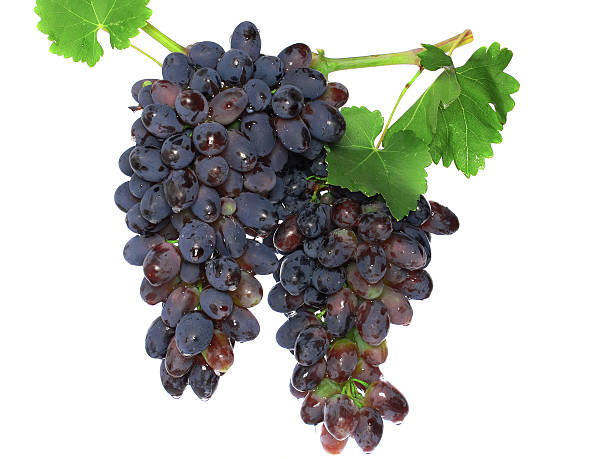 istock Black grape on cane vine with leafe. Isolated 178850926