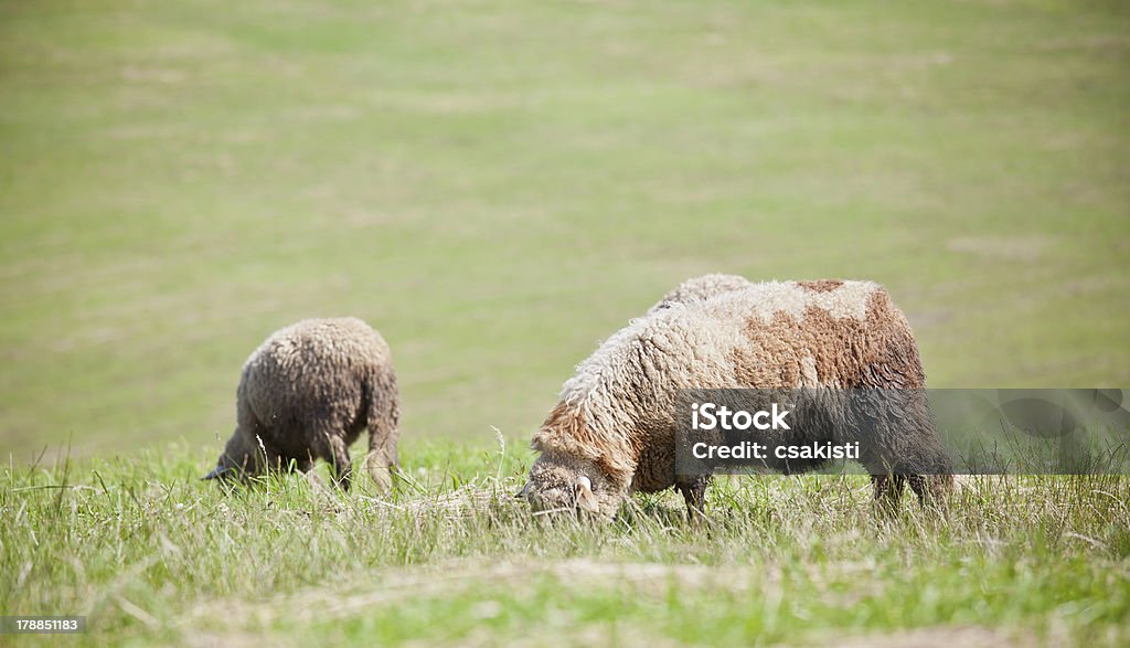 Lambs - Foto de stock de Agricultura libre de derechos