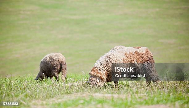 Lambs Foto de stock y más banco de imágenes de Agricultura - Agricultura, Aire libre, Alimentar