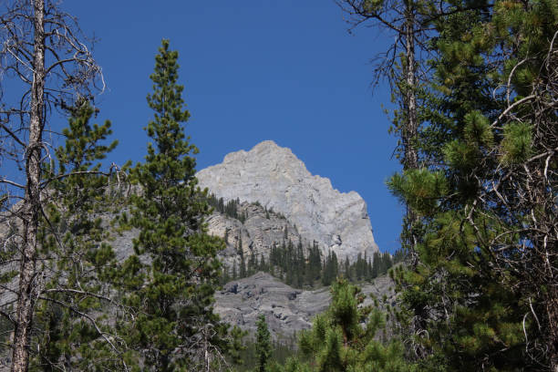 Free Stock Photo of Majestic Mountain Range With Trees in Foreground ...