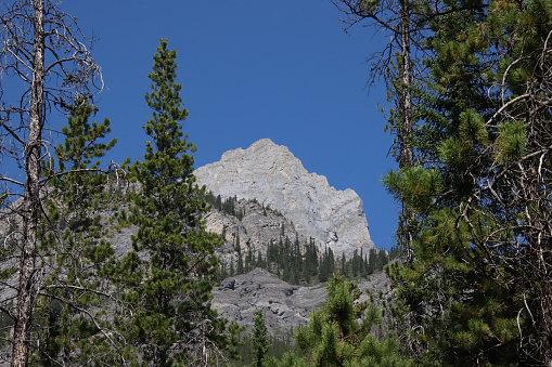 Mountain rising between the trees