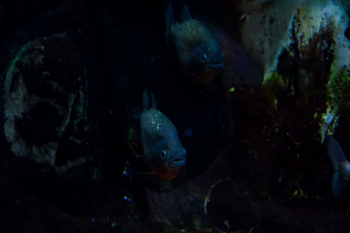 The blurry image of a piranha swimming in a deep aquarium. Great for educating children about marine animals.