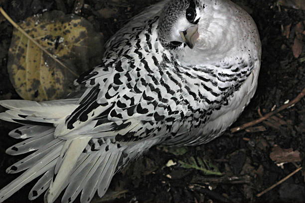 istock White-tailed Tropicbird, Cousin Island, Seychelles 178851245