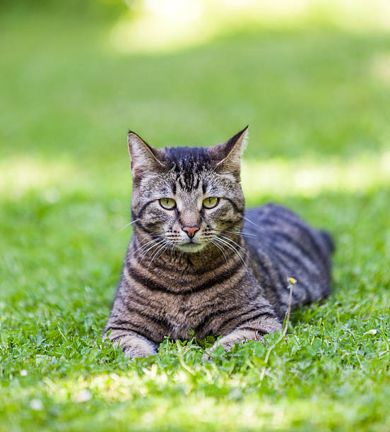 istock cute cat relaxes in the garden 178851309