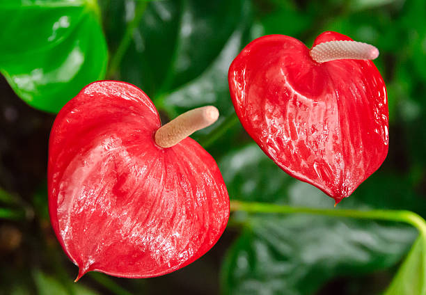 anthuriums - traffel foto e immagini stock