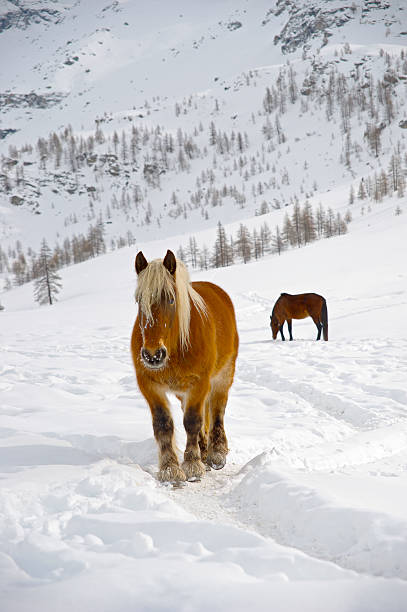 istock Brown and wild horse in snow 178851608
