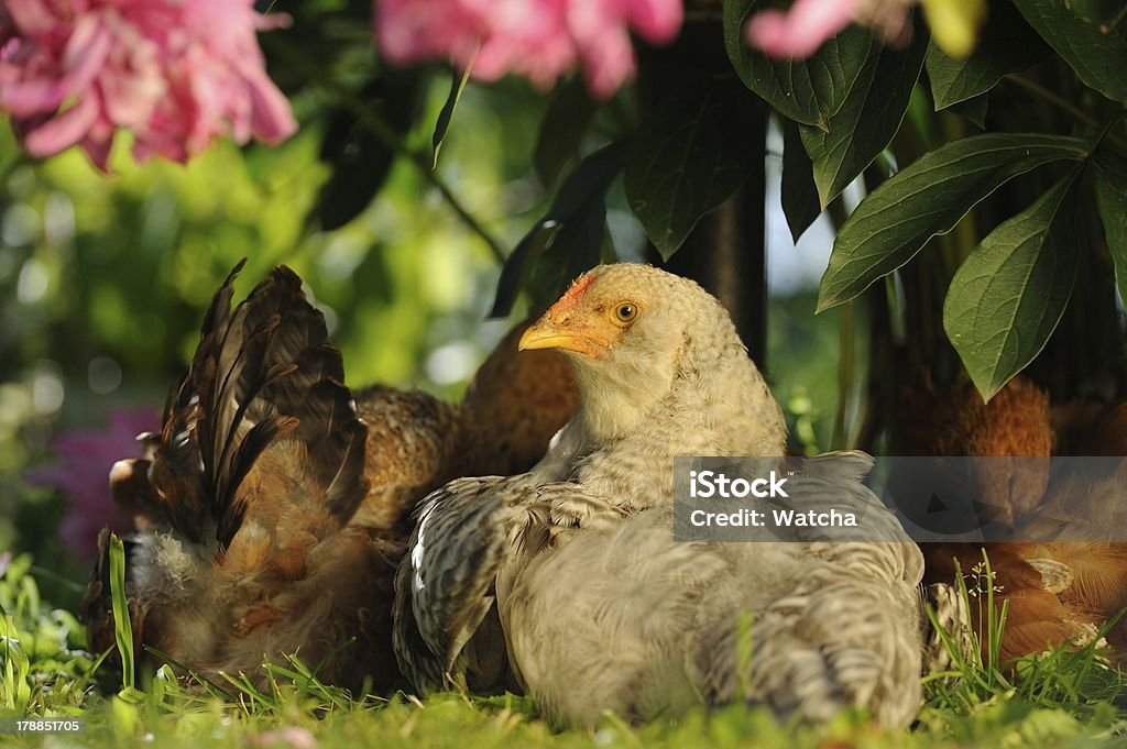 Las gallinas sesión de Bush - Foto de stock de Agricultura libre de derechos