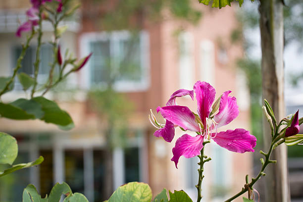 Hibiscus flower in the garden