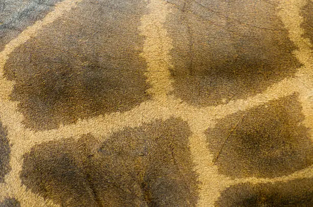 Photo of Textured skin of giraffe