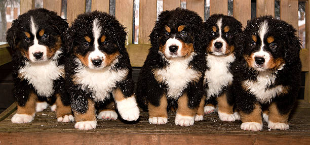 boyero de berna puppets se finaly hogar - dog snow bernese mountain dog paw fotografías e imágenes de stock