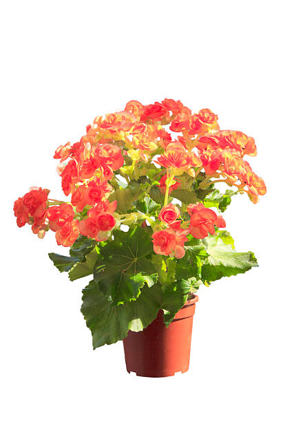 istock petunia in pot on white background. 178851885
