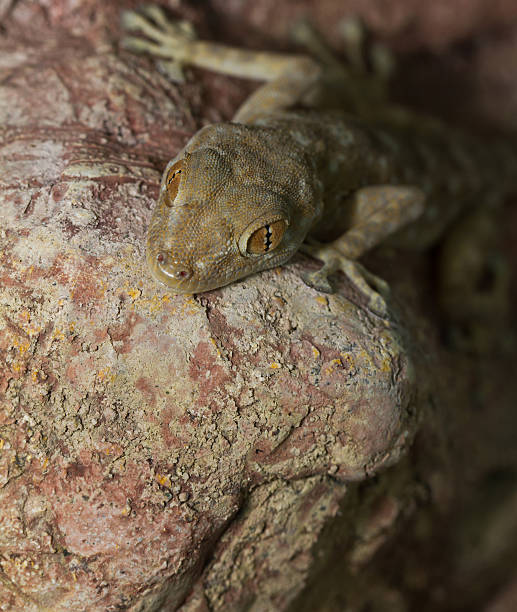 istock fan toed gecko hanging 178852152
