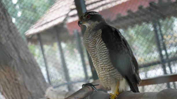 istock A hawk in the eucalyptus forest dg khan Zoo 1788523259
