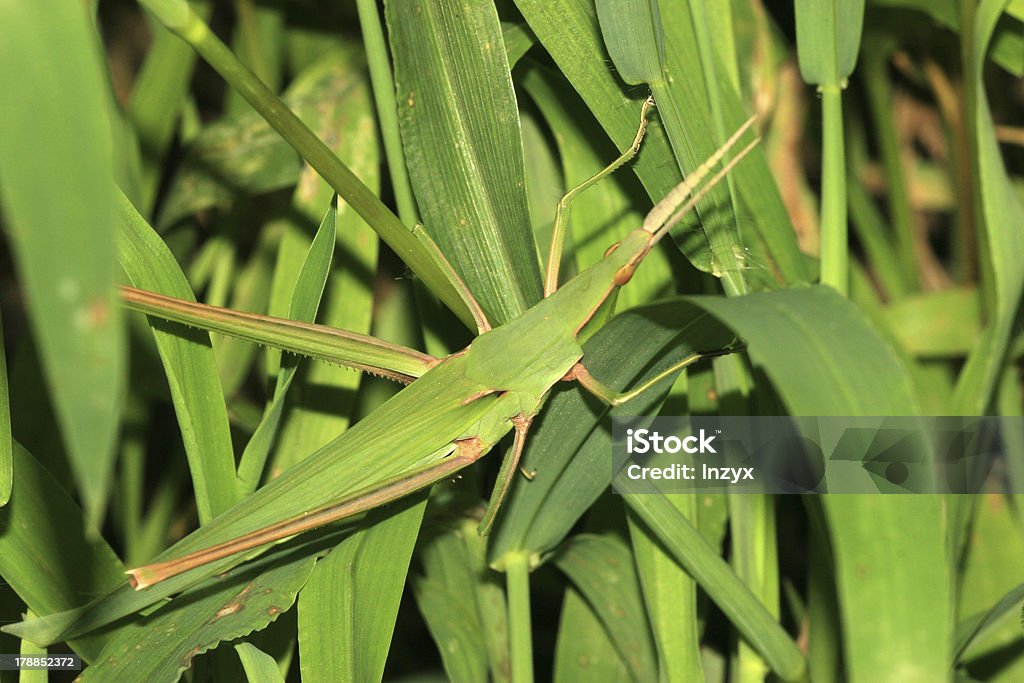 locust - Foto de stock de Agricultura royalty-free