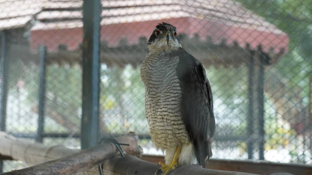 istock A hawk in the eucalyptus forest dg khan Zoo 1788524292