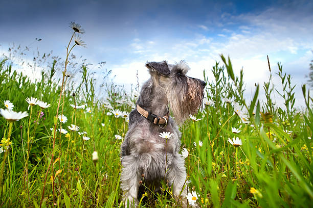 zwergschnauzer on meadow with camomile flowers over blue sky