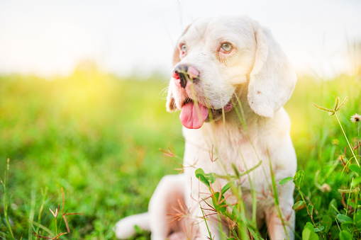 Portrait of a cute white fur beagle dog sitting on the green grass out door in the field. Focus on face,shallow depth of field.