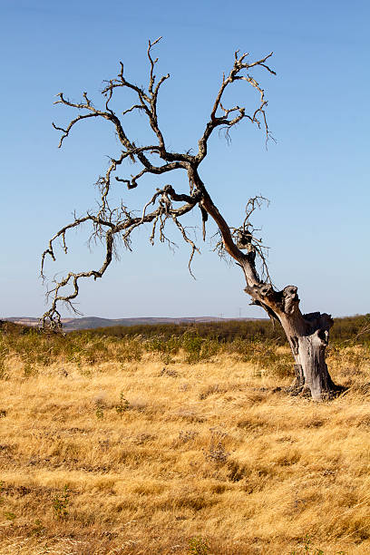 dead árvore em terra firme - dead - fotografias e filmes do acervo